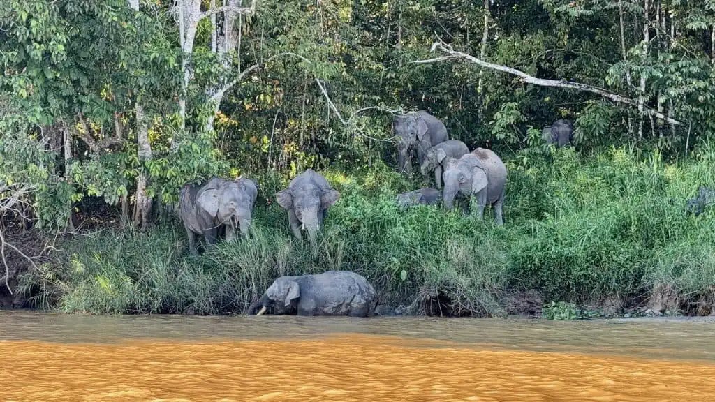 Bornean pygmy elephant herd drinking at the river's edge at golden hour