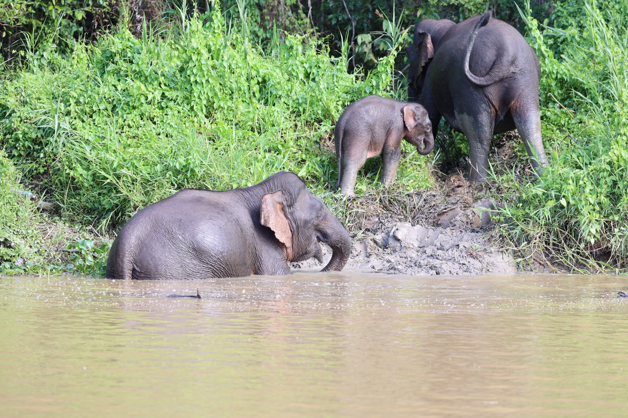 Pygmy elephants swimming across a river channel, trunks raised
