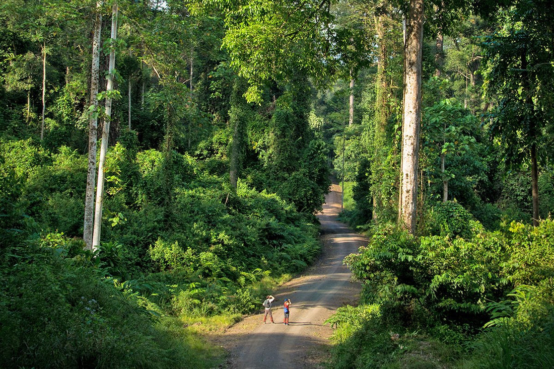 Gravel road into Danum Valley conservation area through dense forest