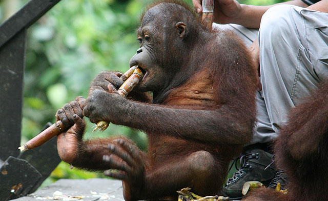 Ranger with fruit bucket on the feeding platform, orangutan approaching on the rope