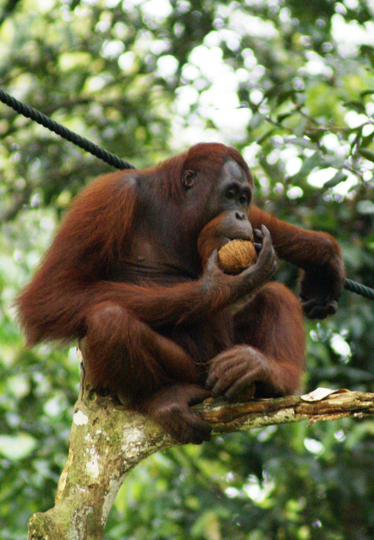 Adult orangutan on the outdoor feeding platform, dappled canopy light behind. No people in frame.