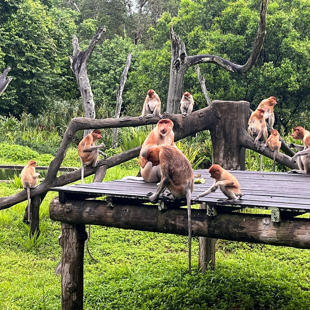 Male proboscis monkey on feeding platform, mangrove behind