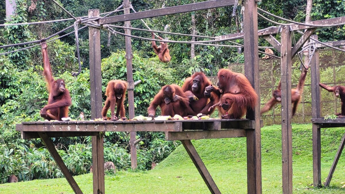 Young orangutan on rope at outdoor nursery