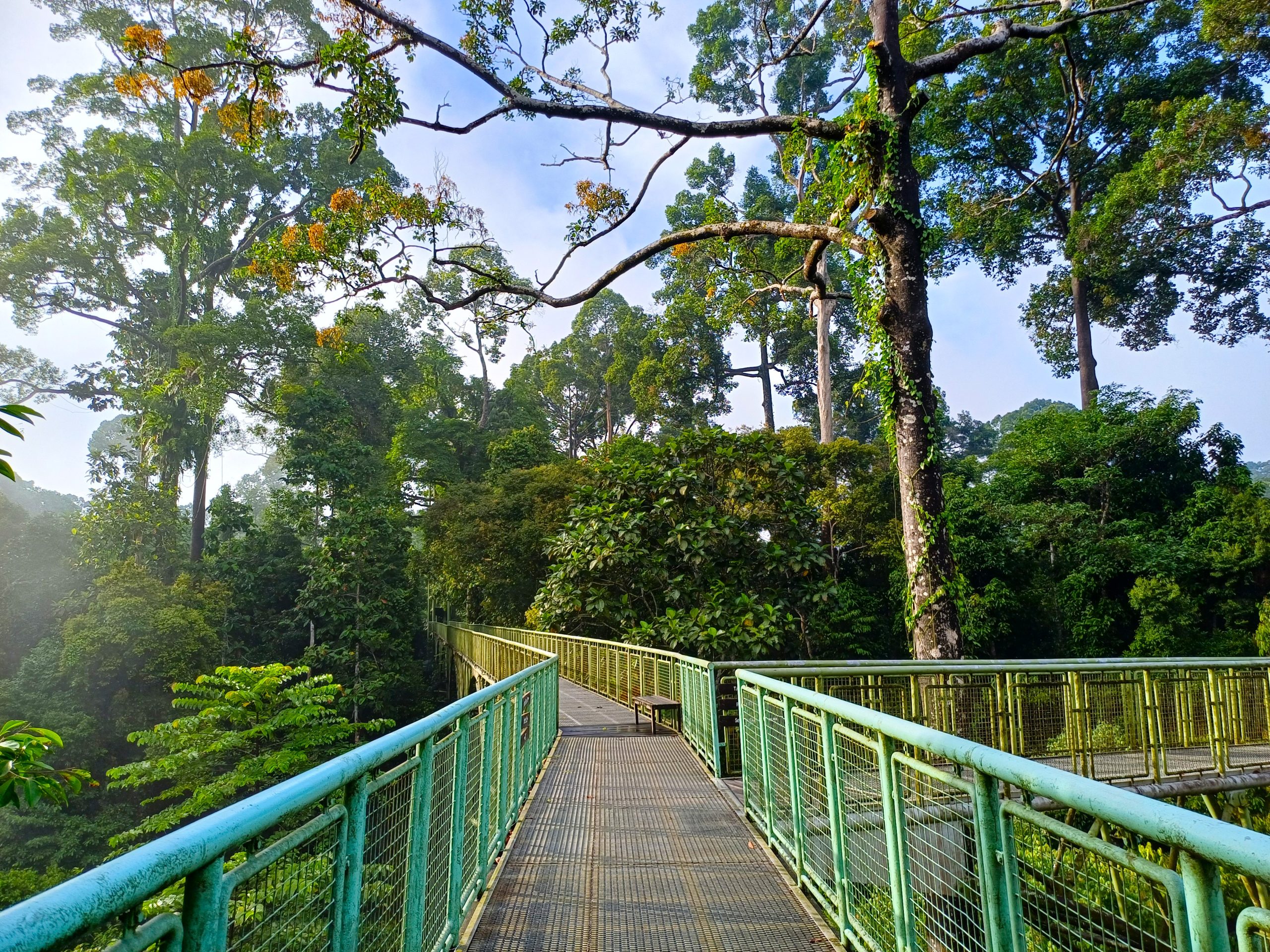 Canopy walkway between two towers, early light