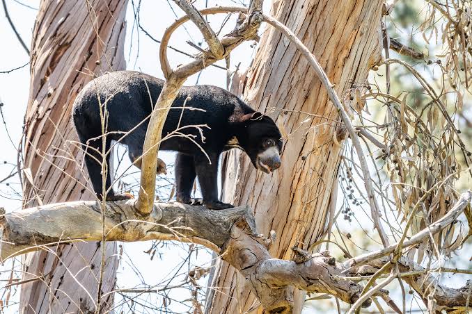 Sun bear on a tree trunk from the viewing platform