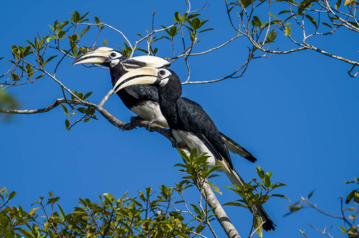 Pair of rhinoceros hornbills in flight crossing a river