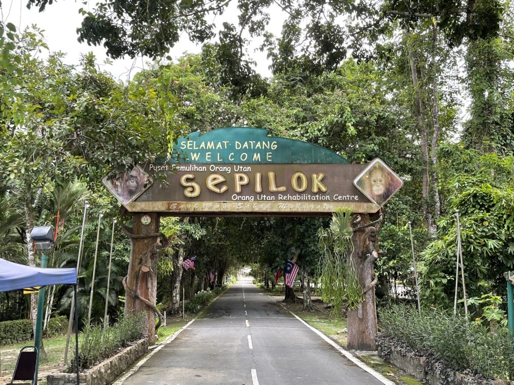 Reserve road at dawn with resort signage, mist in the trees