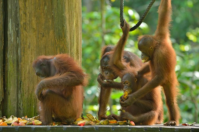 Ticket window at the orangutan centre with the fee board visible