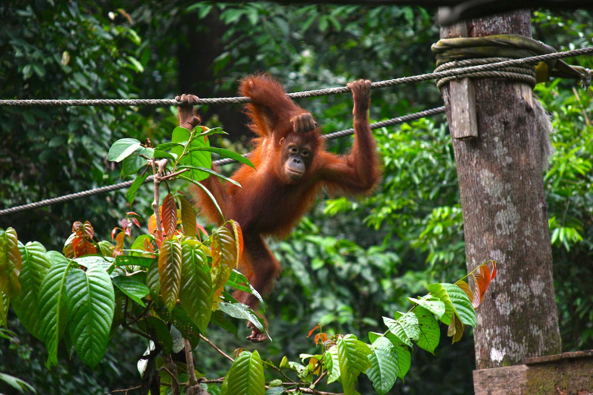 Wild orangutan high in the rainforest canopy at Sepilok
