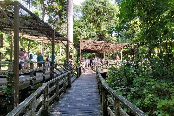 Boardwalk to the feeding platform, early light, no crowd yet