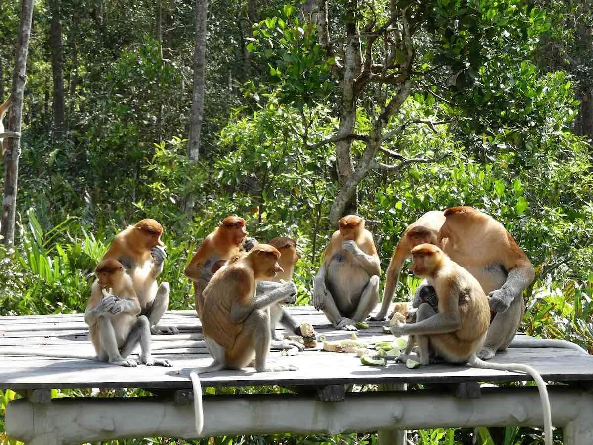 Proboscis monkey troop in riverside trees at dusk, from the boat