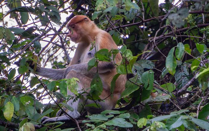 Proboscis monkey harem in a riverside tree at dusk