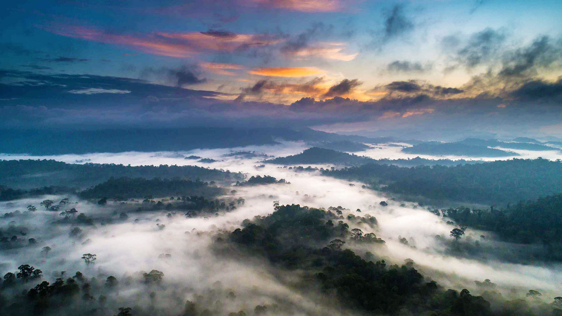 Mist over unbroken primary rainforest canopy at Danum