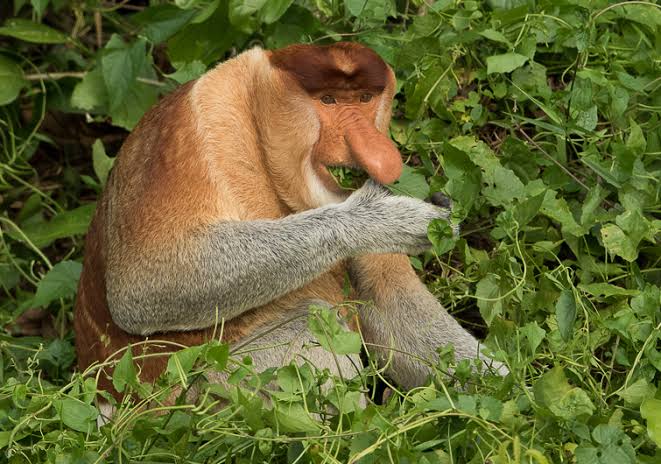 Cruise boat with proboscis monkeys visible in riverside trees at dusk