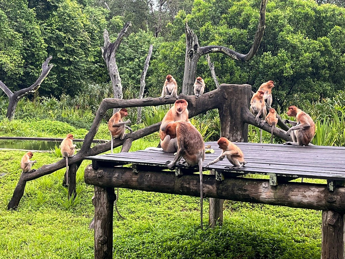 Harem group on Platform A rail, keeper with pancake tray, mangrove backdrop