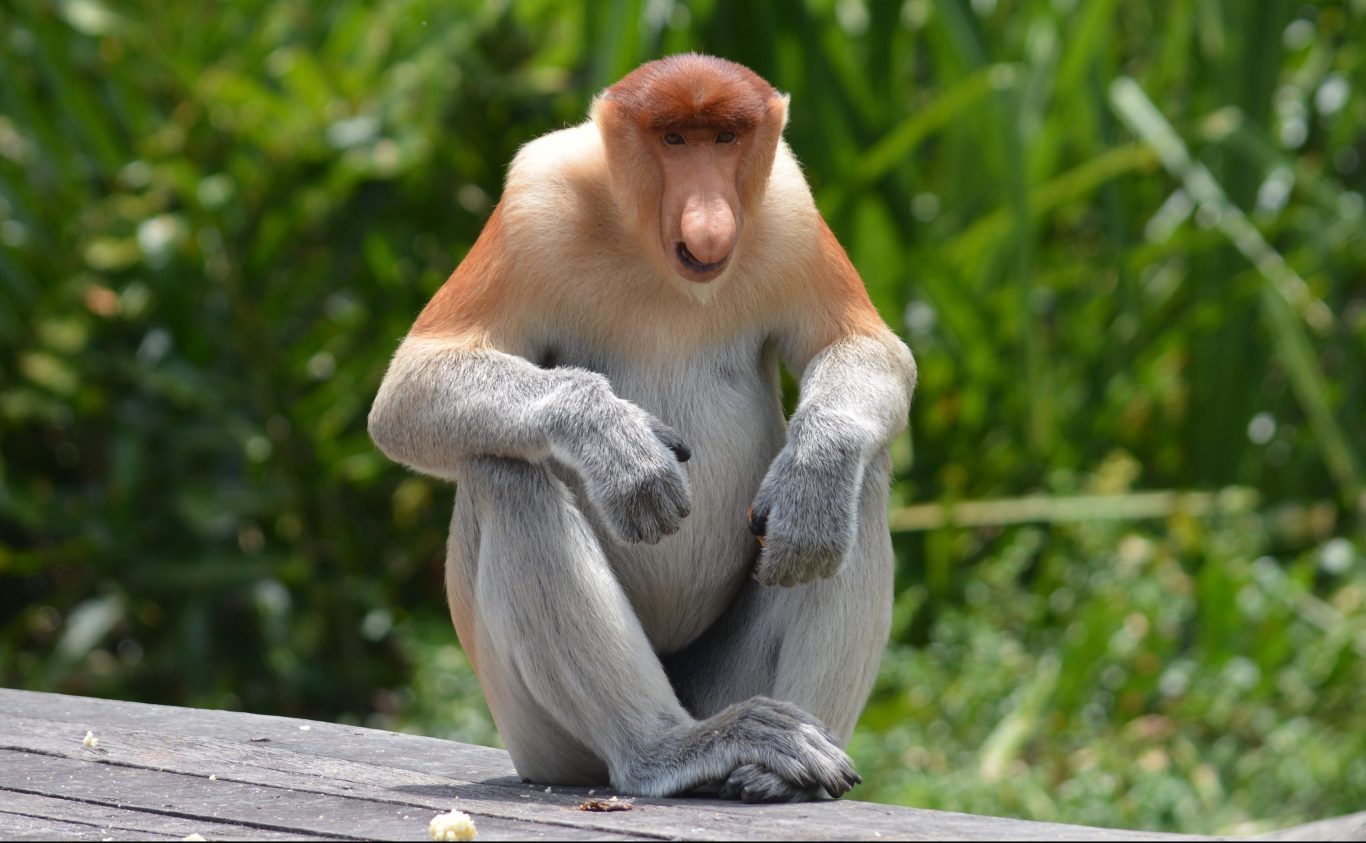 Adult male proboscis monkey on feeding platform, mangrove behind, nose in profile