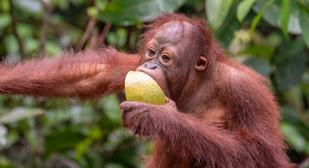 Feeding platform at 10:00, two orangutans on the ropes, viewing deck in soft focus foreground