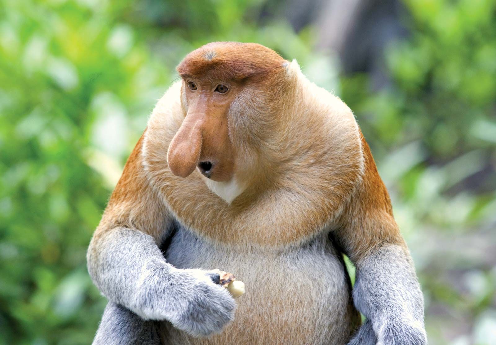 Dominant male proboscis monkey in profile at golden hour