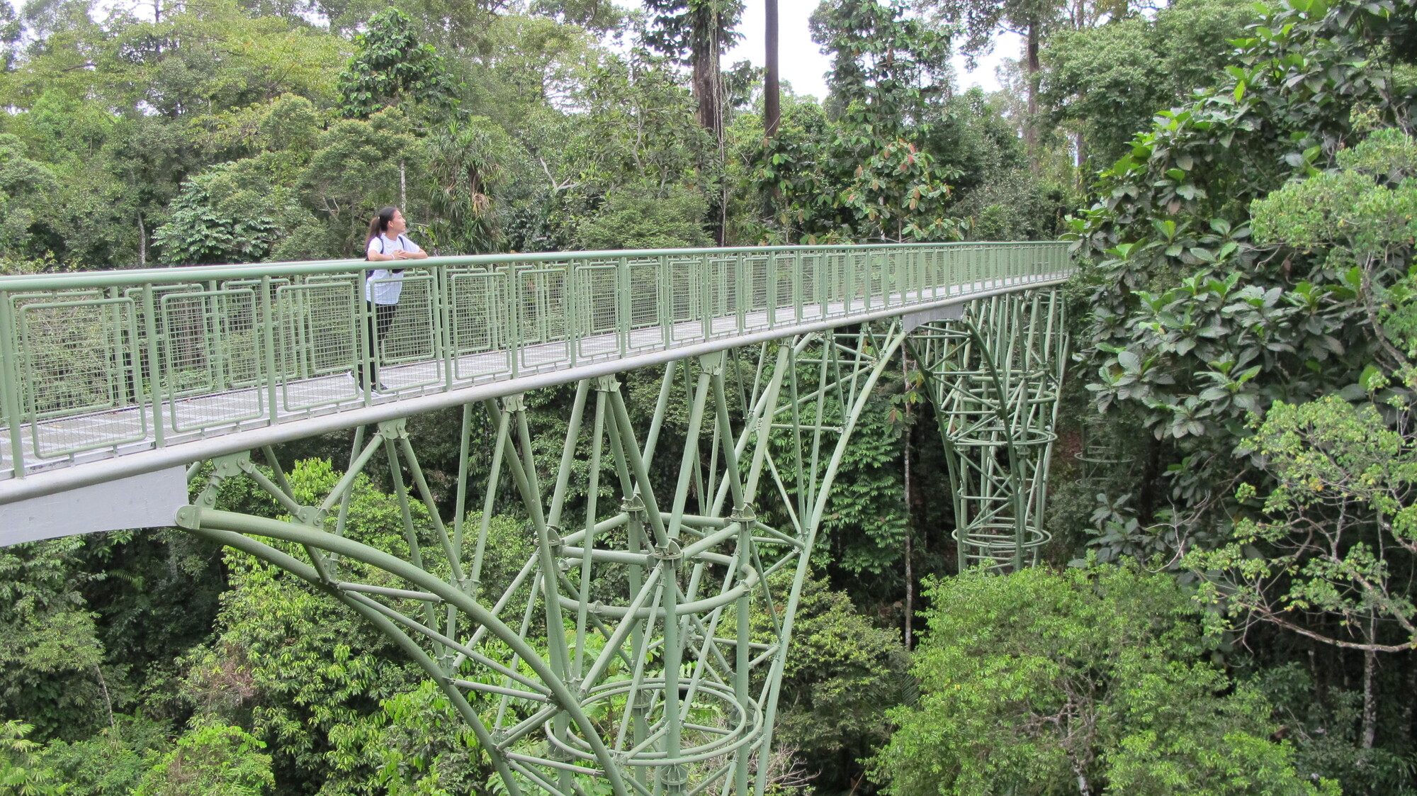 Canopy walkway between two towers at first light, mist in the canopy, one figure for scale