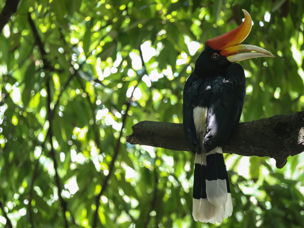 Bornean bristlehead or rhinoceros hornbill from the tower, morning light