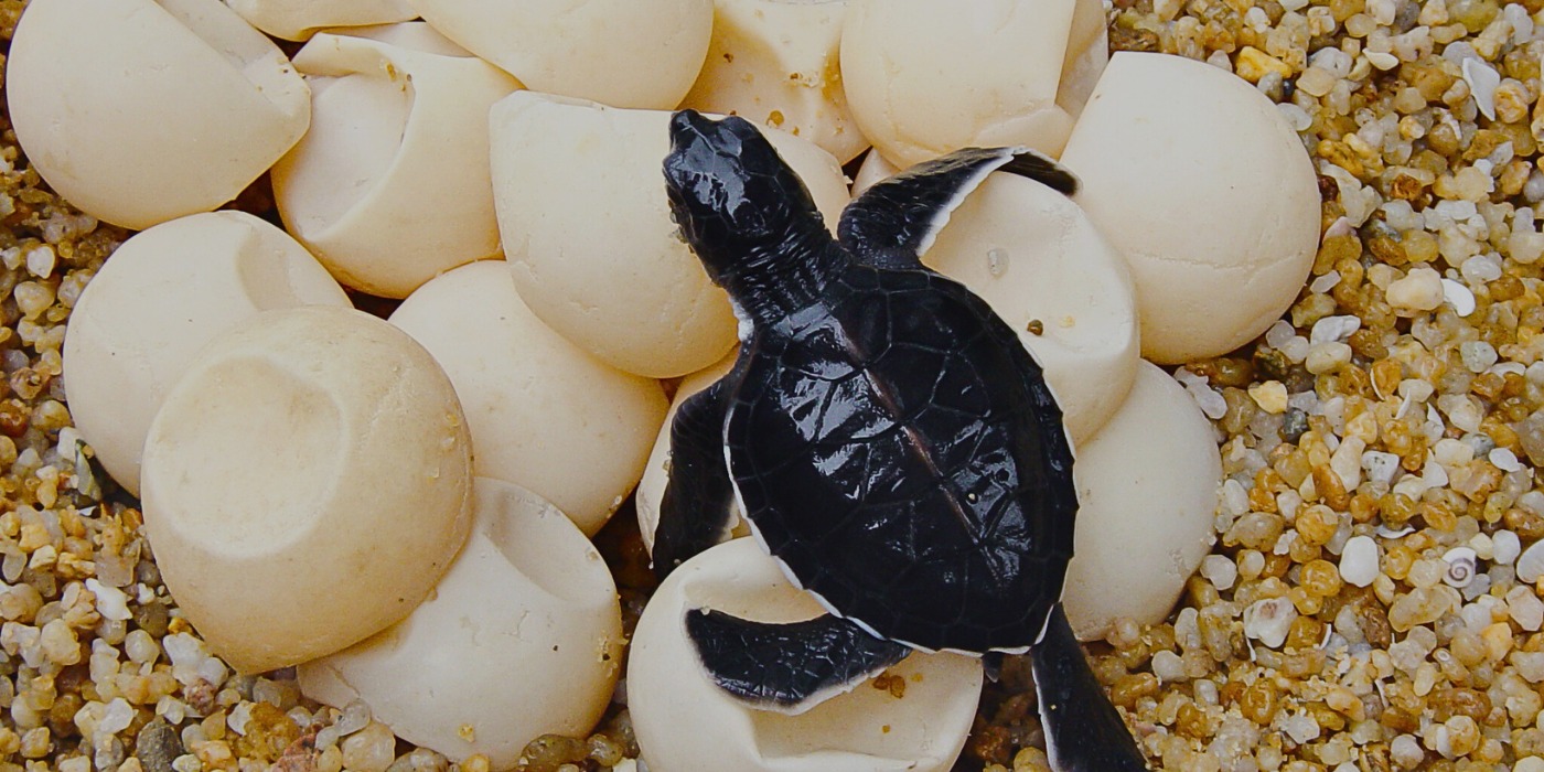 Turtle egg hatchery with wire-mesh cylinders over marked nests