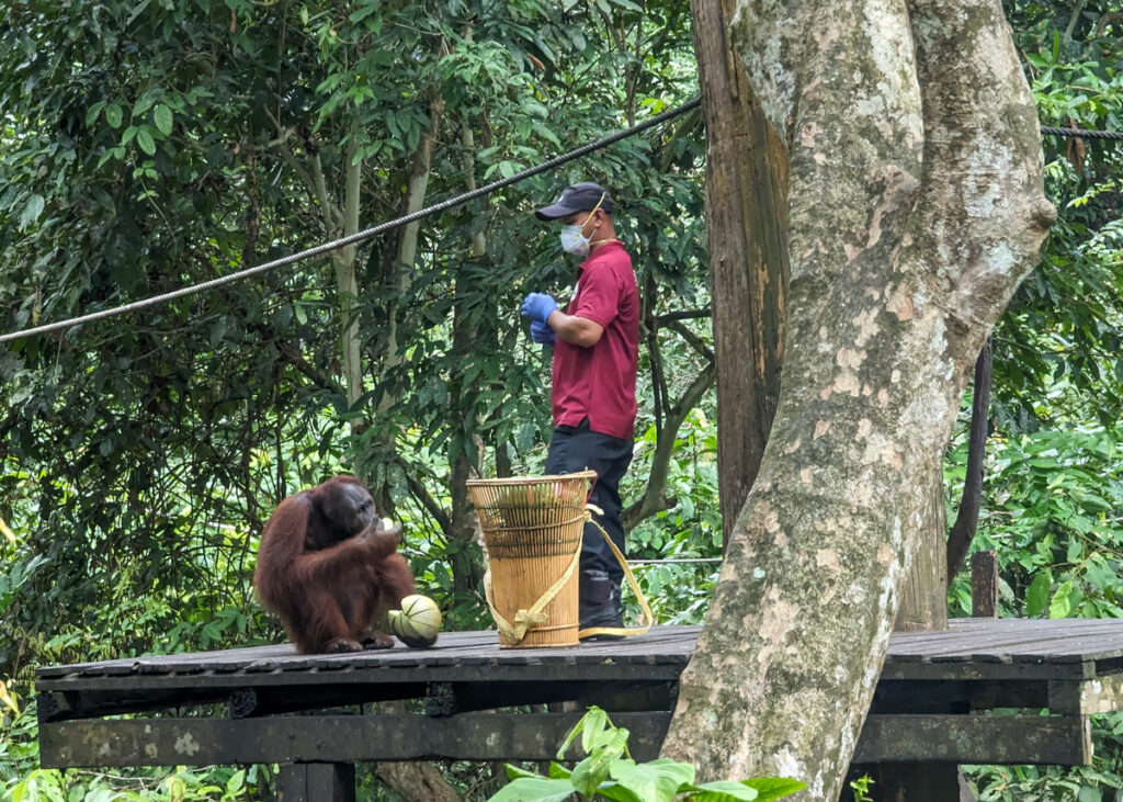 Orangutan on the ropes at Sepilok's feeding platform with visitors