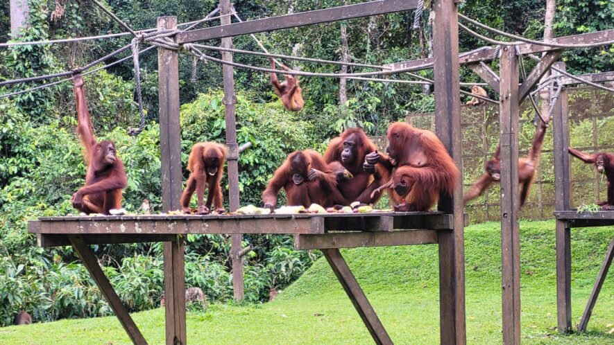 Child watching a young orangutan at the Sepilok outdoor nursery