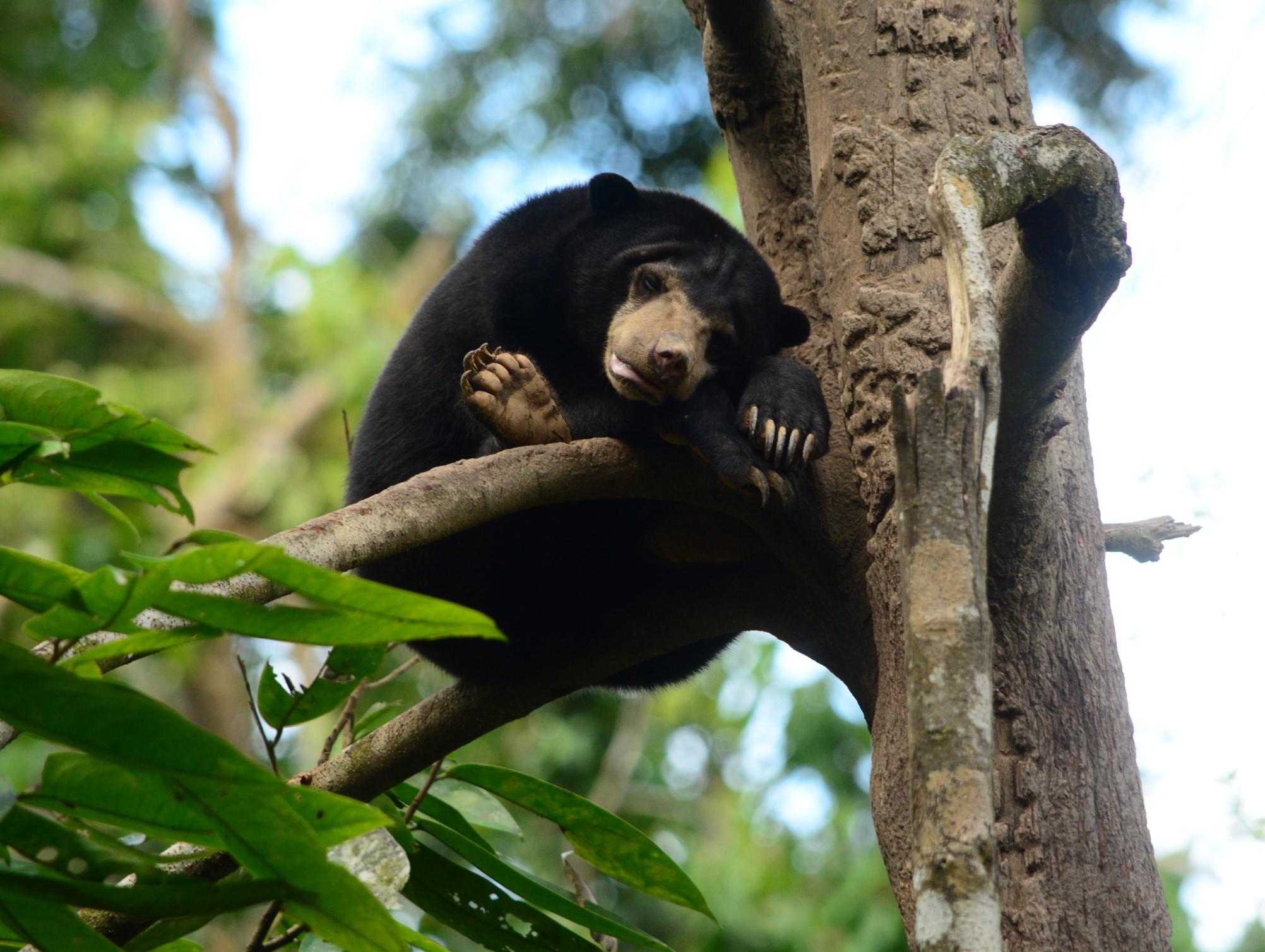 Sun bear mid-climb on a tree trunk, chest crescent visible, shot from the observation platform