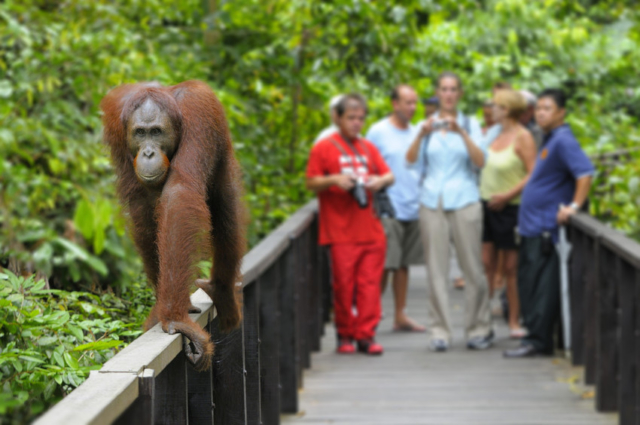 Guide and guests at the orangutan viewing deck rail, morning feeding