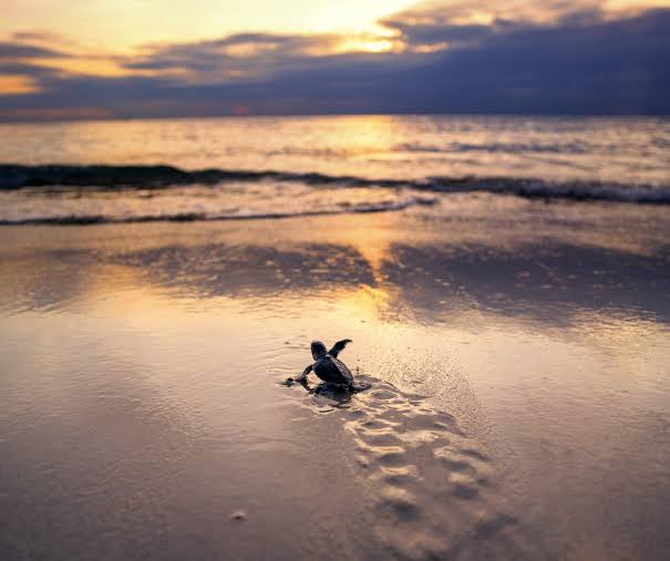 Hatchling release at dawn on Selingan beach, low angle along the sand