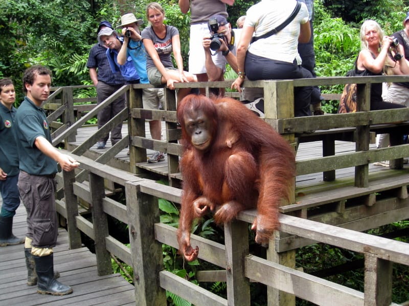Guide and small group on the orangutan centre boardwalk, or river boat at dawn on the Kinabatangan