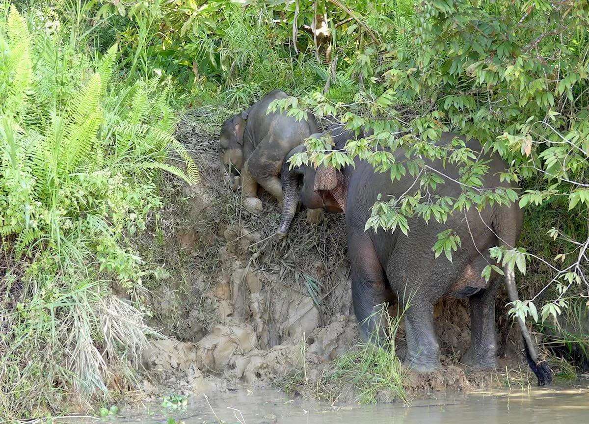 Pygmy elephant herd at the river's edge, or fresh tracks on a muddy riverbank